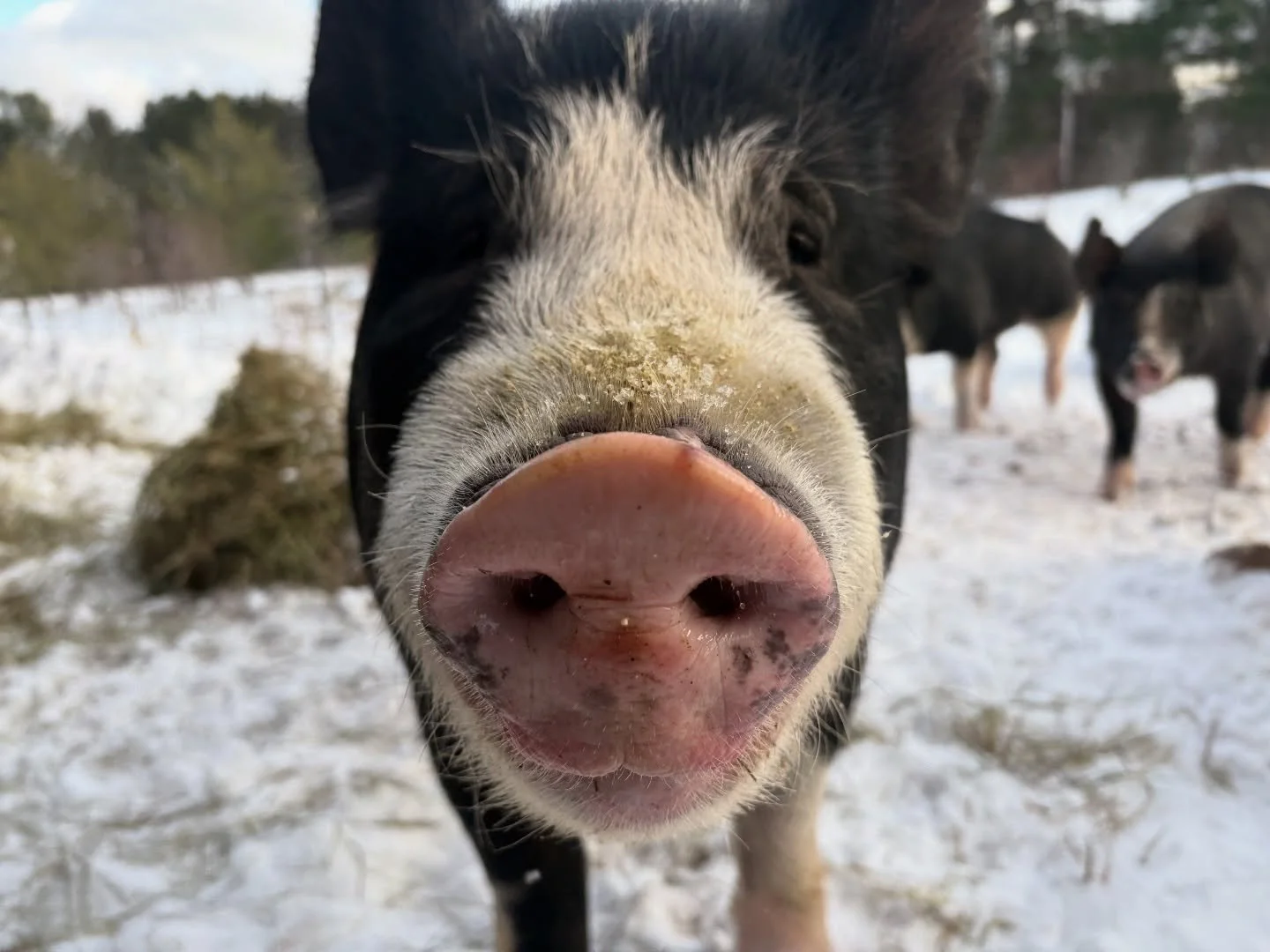 It&rsquo;s a bittersweet day as the pigs head off to the butcher. These cuties were good to us this season and only escaped their pasture once - about an hour before I was planning to feed them 😂 

We&rsquo;ll miss them, but we are also grateful to 
