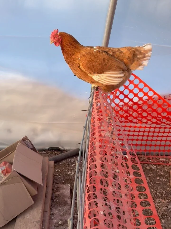 Hello from northern Wisconsin. We just had a snowstorm earlier this week that added 10 inches of snow to the farm. It&rsquo;s been a lovely white winter. 

We took a social media break this last month and now we&rsquo;re back to tell you all that we&