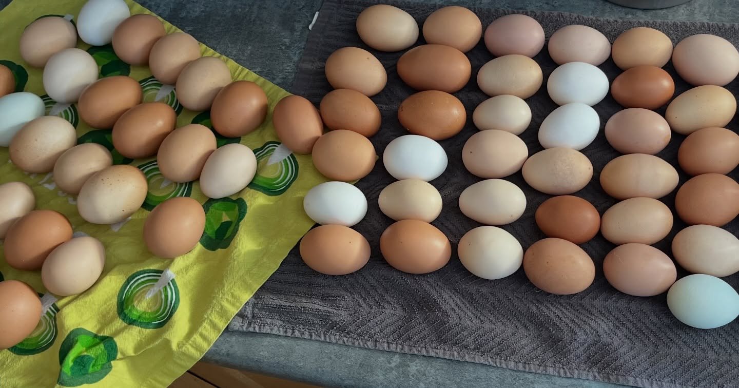 Spring is slowly but surely coming and we have lots of eggs in stock. Come on by the farm store any day from 10 a.m. - 6 p.m. and stock up. We&rsquo;ve been enjoying making quiches and Dutch baby pancakes in our household. #pasturedchickens #eggs #or