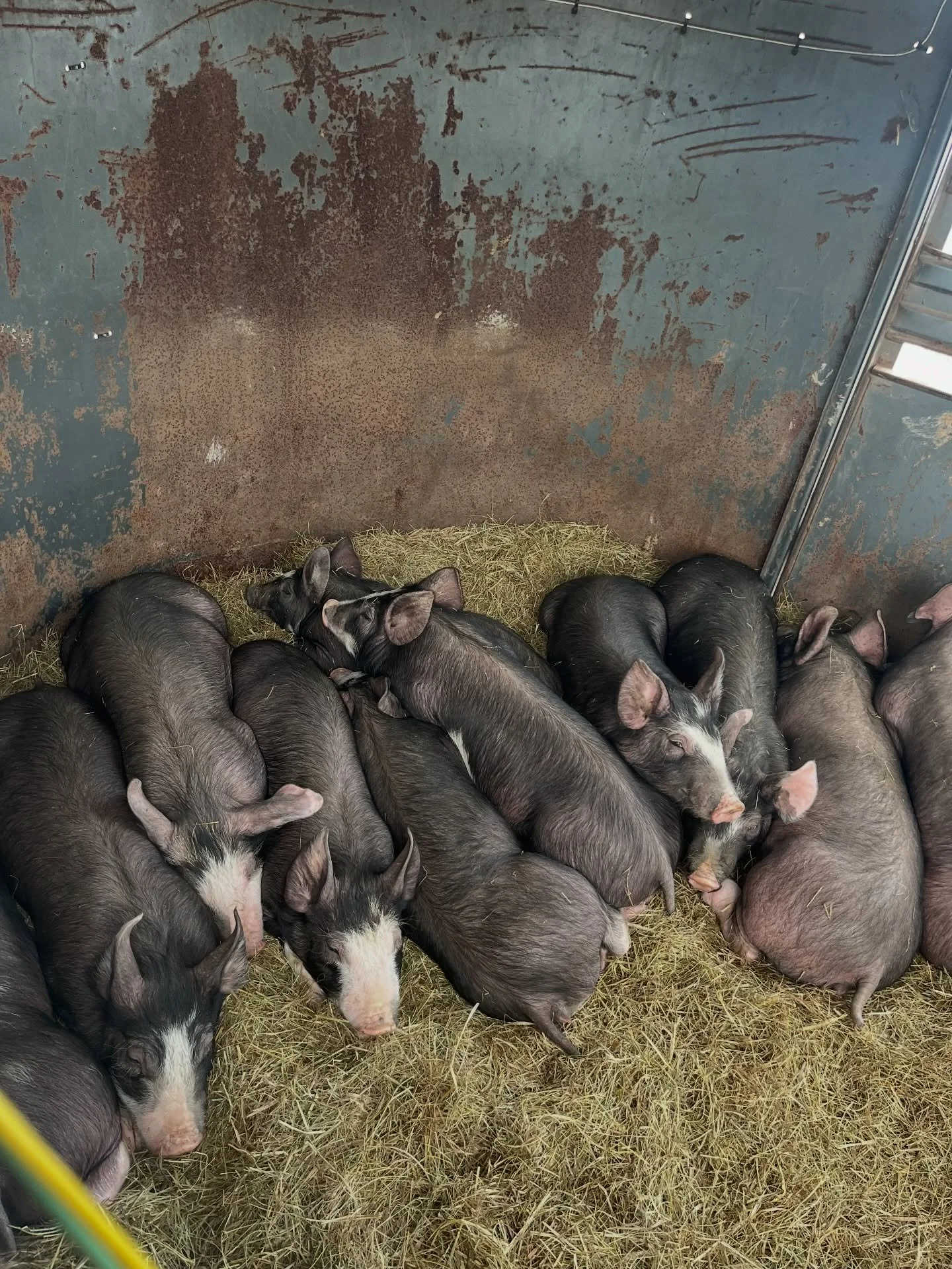 12 little piggies arrived on our farm yesterday just in time for us and half of Washburn to lose power. 🥴 So we will be closing the farm store today until the power is back on. Xcel is anticipating it should be back by 4 p.m. today, so fingers cross