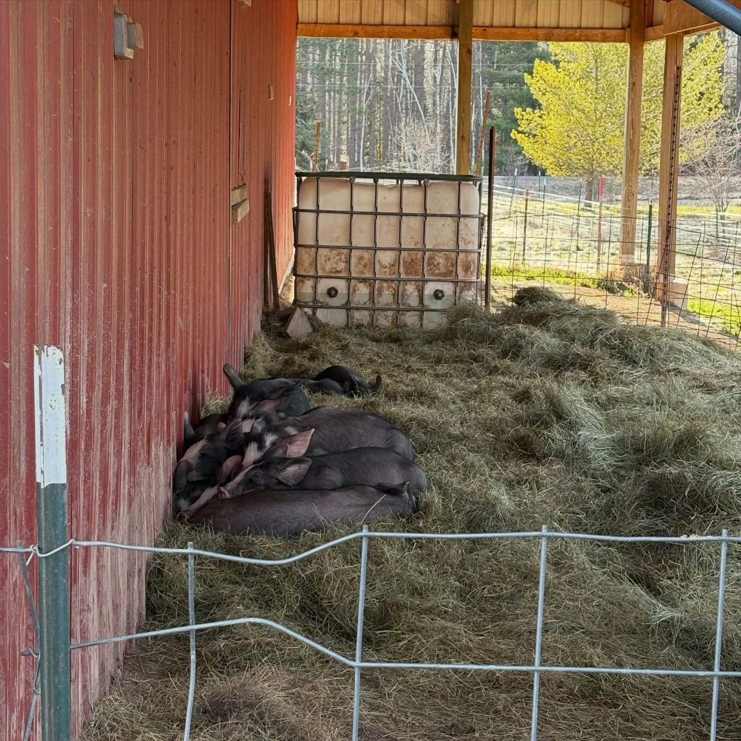 Piggies are settling in and we&rsquo;re are already failing at remembering daily chores as we forgot to turn off the hose last night before the cold temperatures came in. 😂 Thankfully it will get nice and warm today and should hopefully thaw everyth