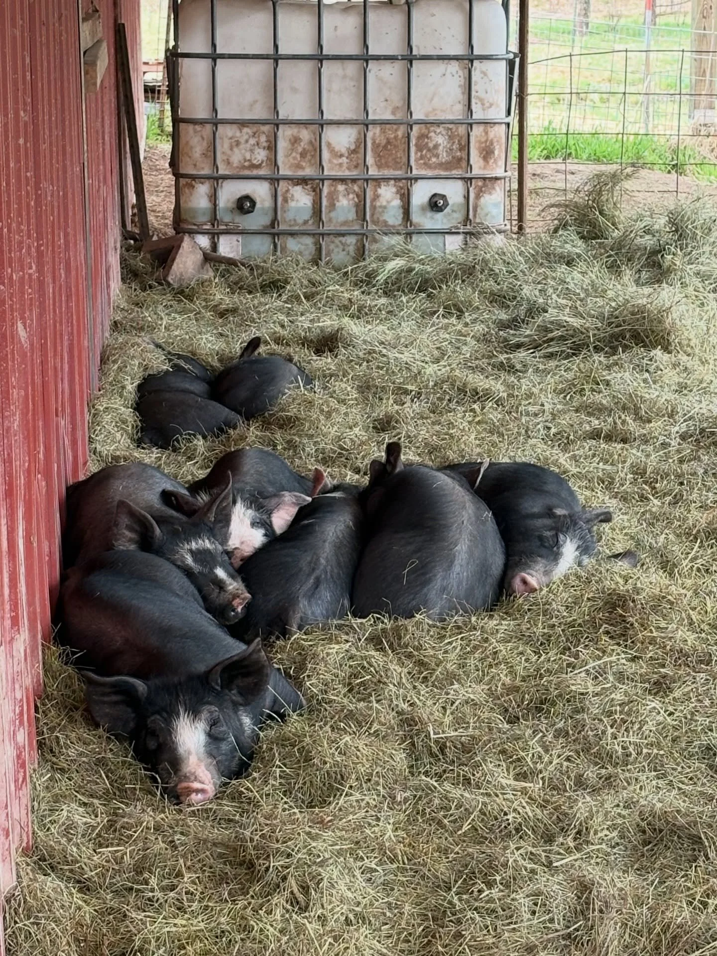 Farm life has not been an easy life this past week. After our piglets arrived a week ago Friday, we lost one 36 hours after arrival to stress. Then what transpired became an avalanche with finding another sick piglet on Monday, isolating it, having t
