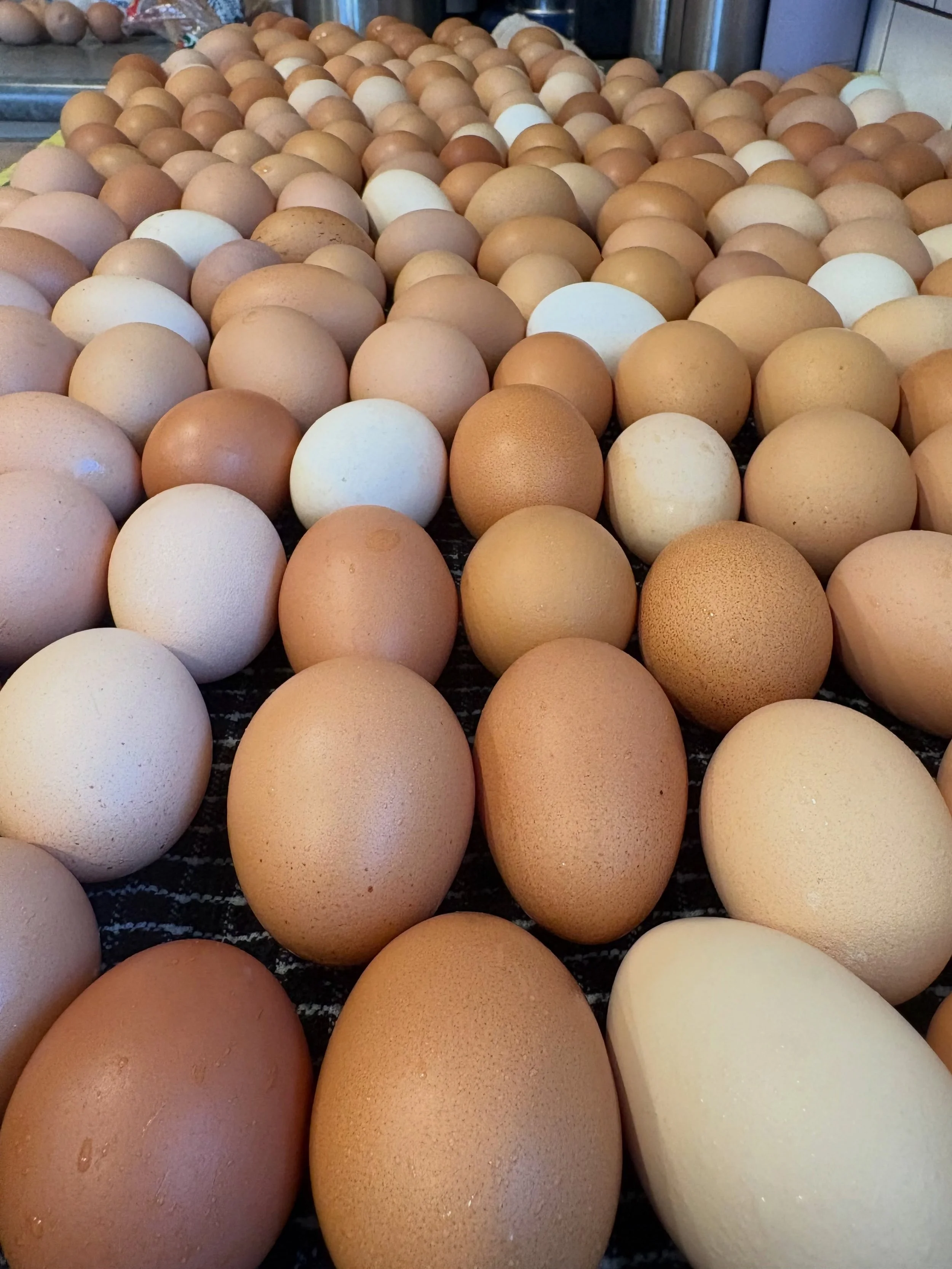 Hello from the farm! We have so many eggs that we&rsquo;ve decided to continue on having an egg sale - come on by the farm store to get yourself some organic eggs for $5/dozen and $4/dozen for the pullet eggs (smaller). 

Farm life is still feeling p
