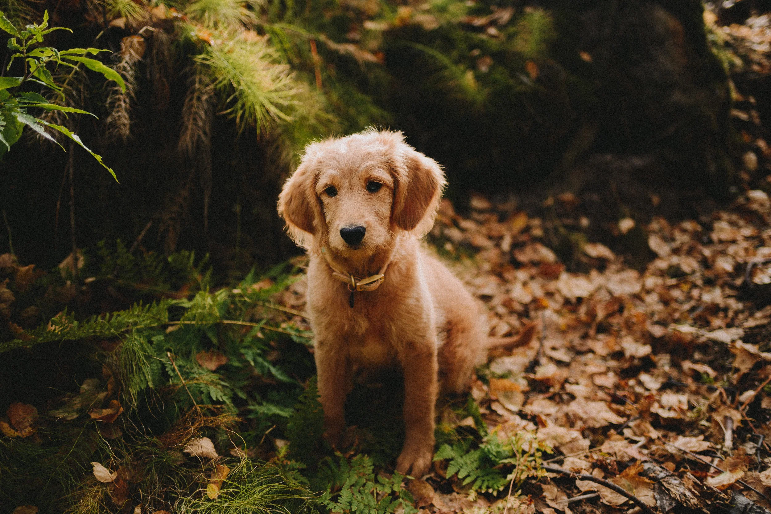 Millie the Alaskan Doodle