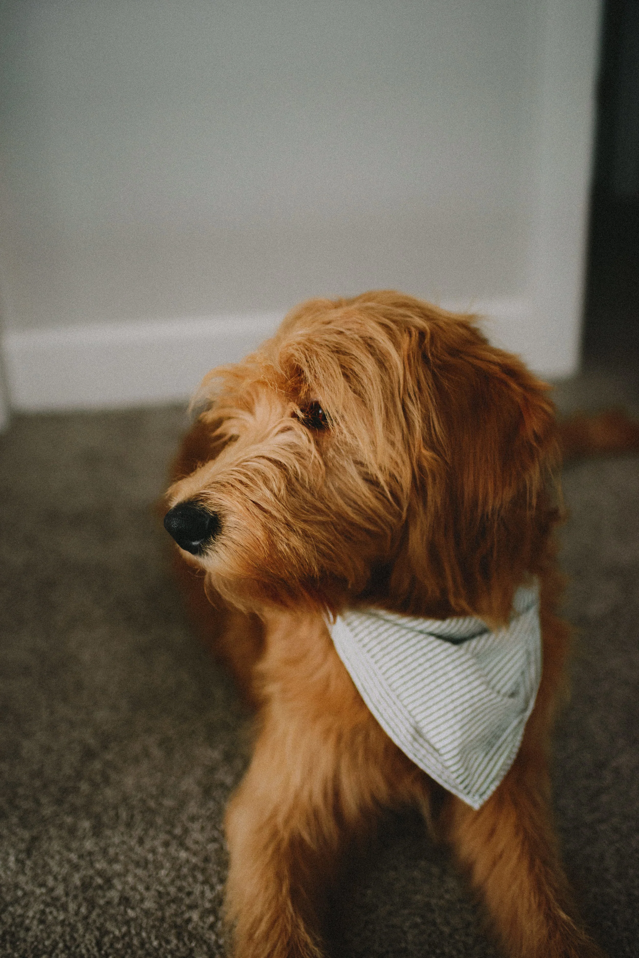 Millie | Nine Months Old
