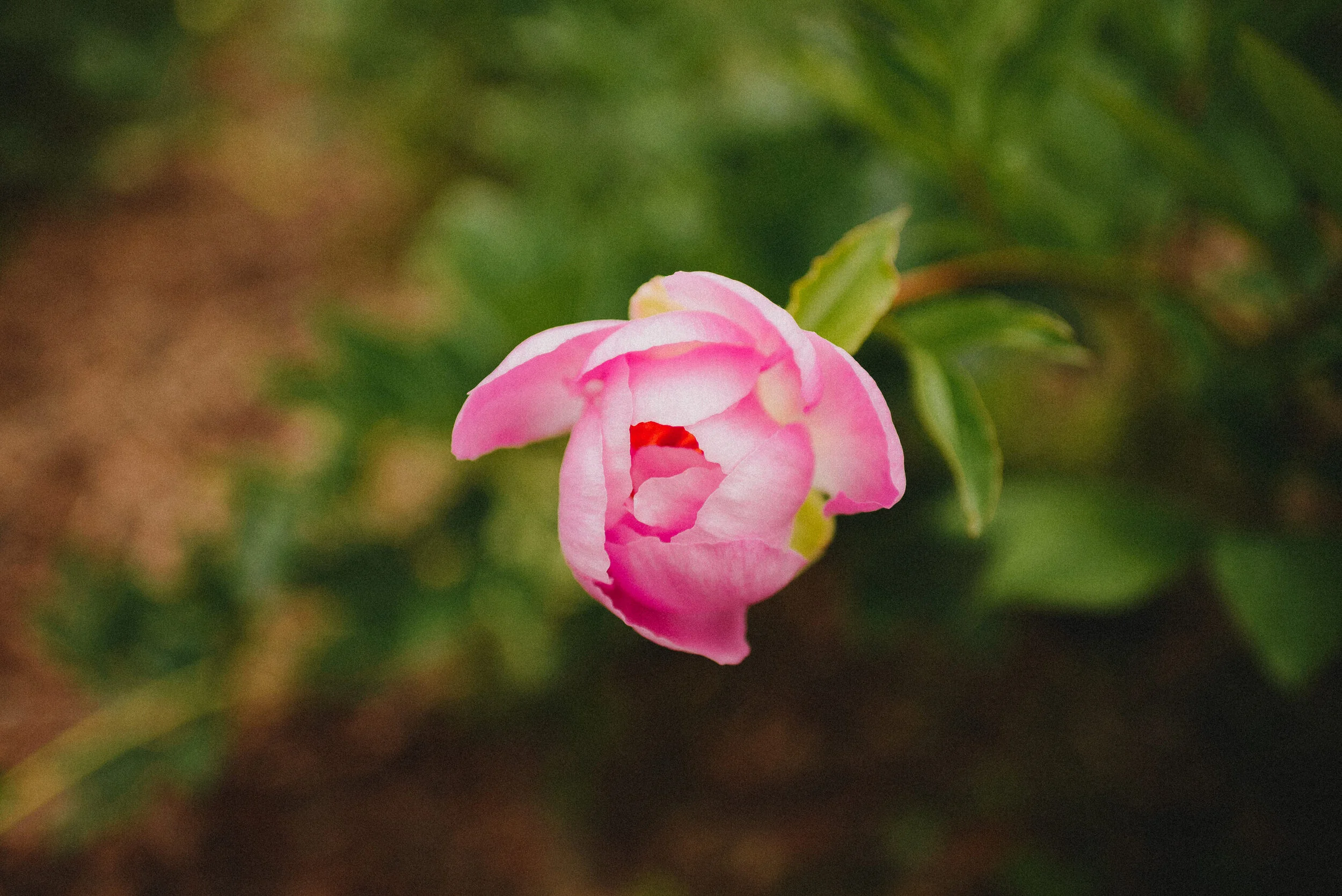 Hadley &amp; Adler | Alaska Blooms Peony Farm