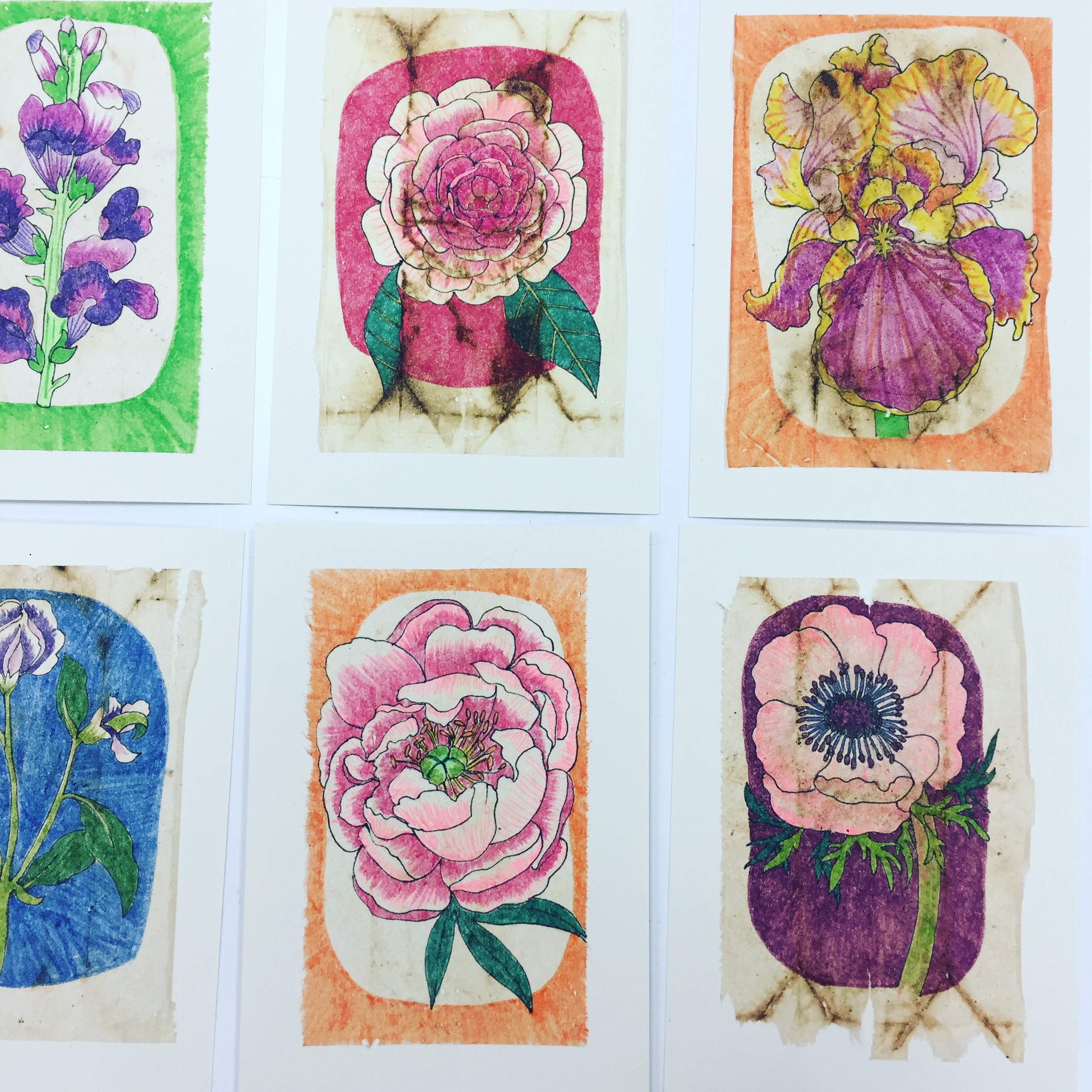 Plant Portraits (pen and marker on recycled tea bags)