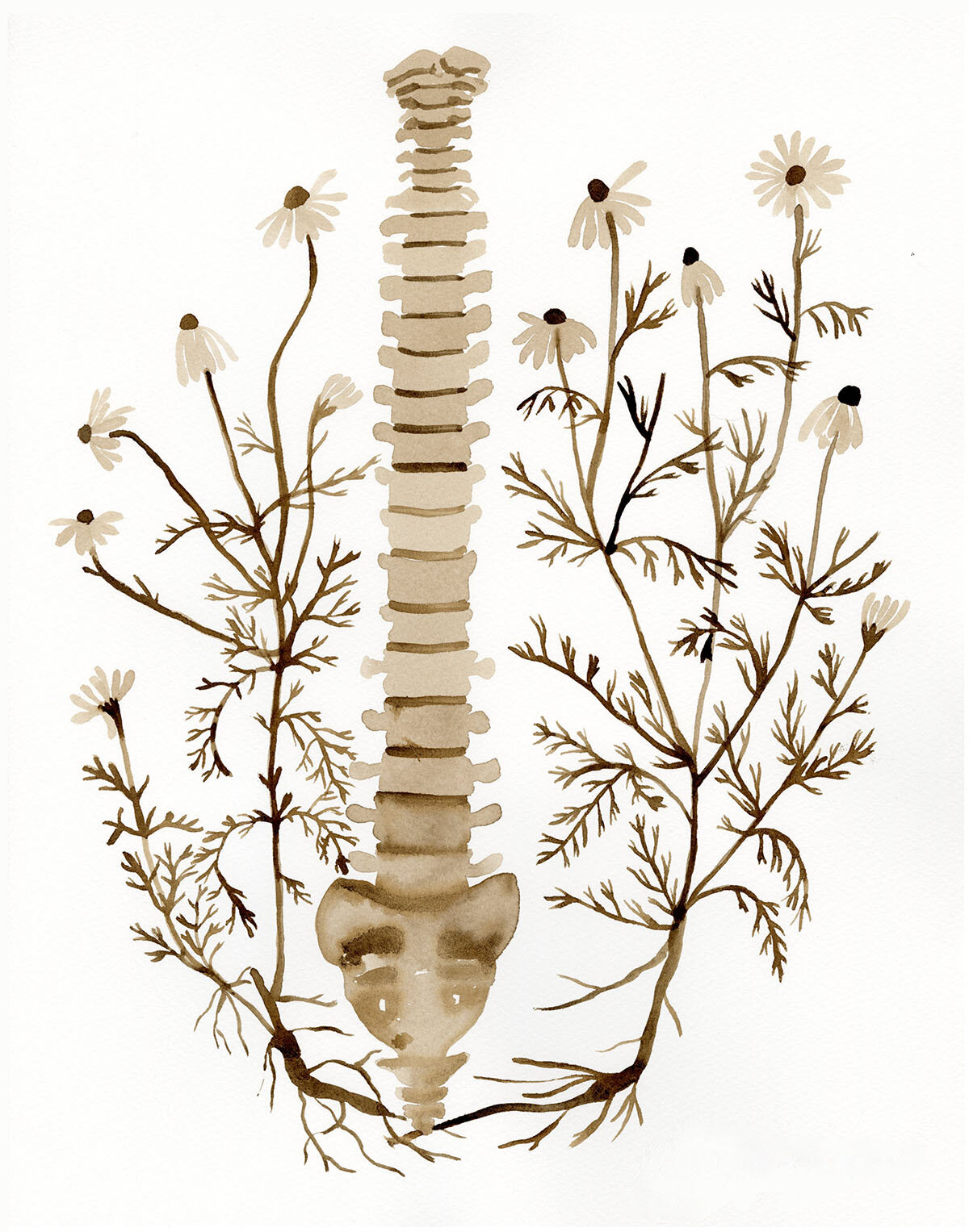 Root Work (Chamomile)