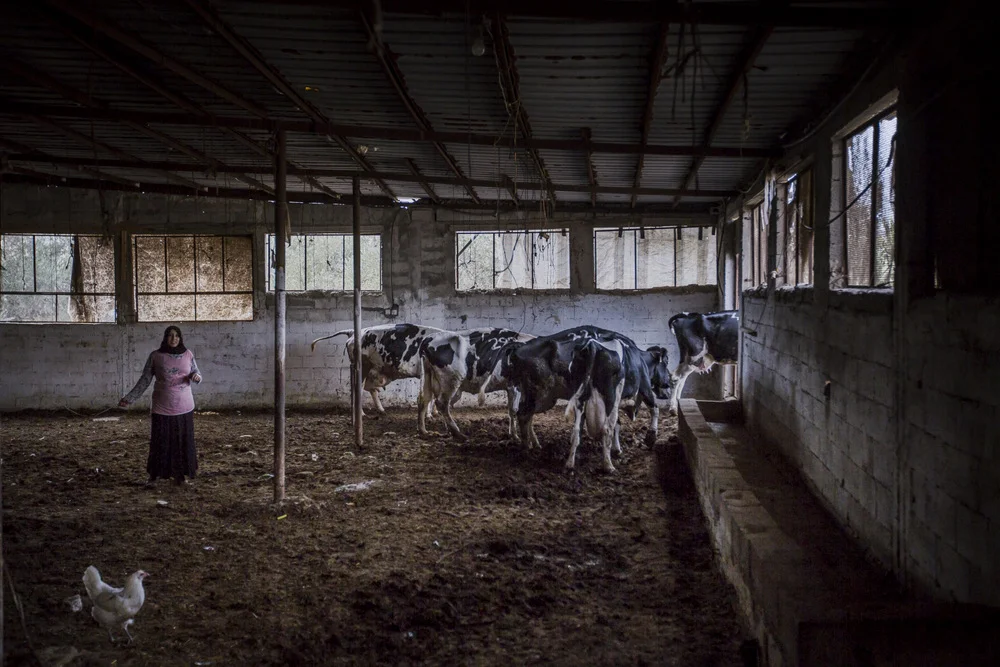 “Because of frequent aggression by the settlers and soldiers, I don’t allow my sons to take the sheep grazing any more. I don’t want to lose my boys. I’m always worried and scared. I asked them to find other work, but once you’re used to the sheep it’s hard to change. Sheep are tied in with our earliest memories. How can we even consider selling them and buying cheese and yoghurts from shops, when we used to supply them?!” Na’amat Shtiyeh, 57, from Salem. Photo shows Taher Shtiyeh’s farm, Salem Copyright: Faiz Abu Rmeleh, Activestills.org; B'Tselem