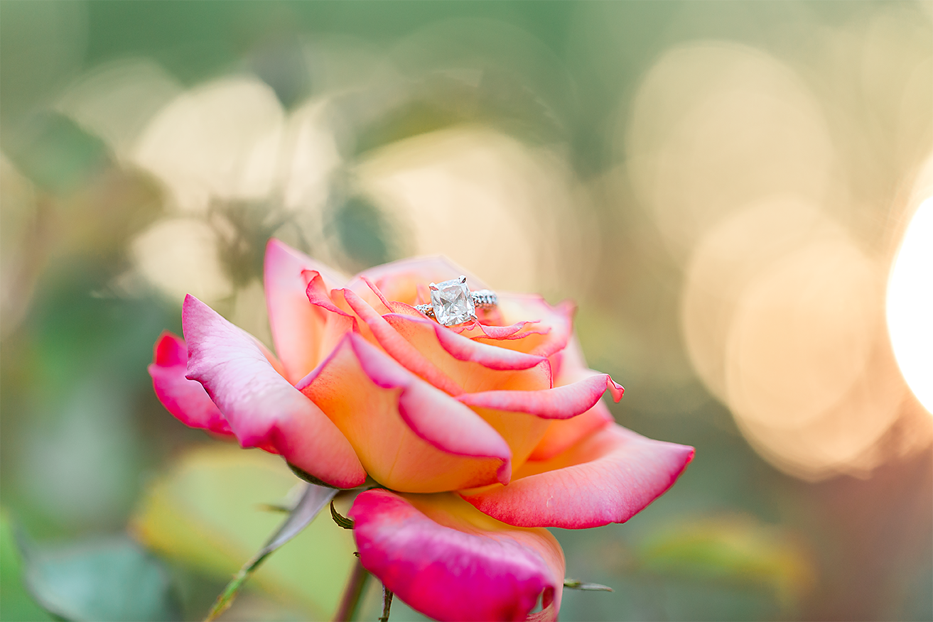 engagement ring picture on a rose