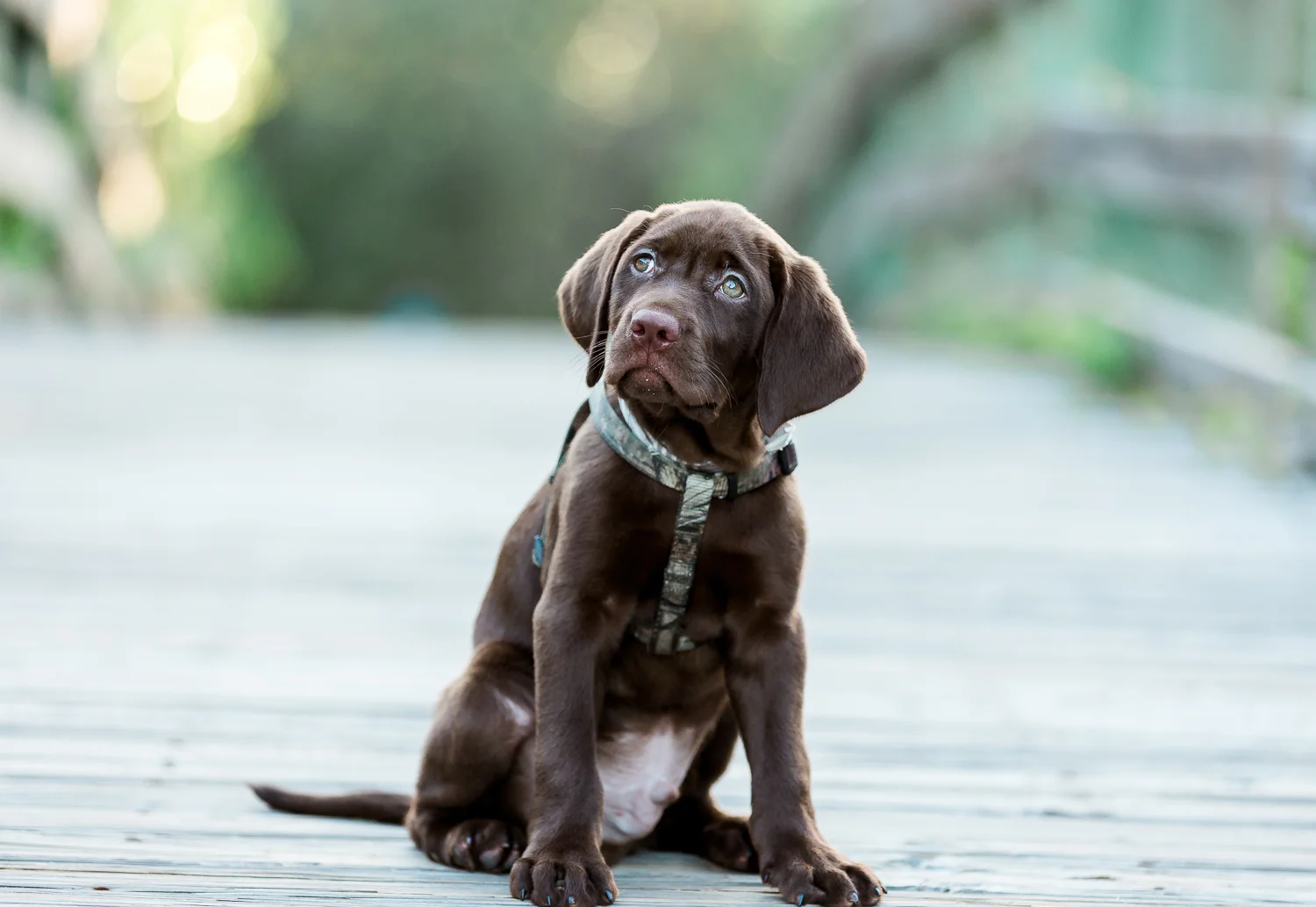 cute little puppy at the beach.jpg