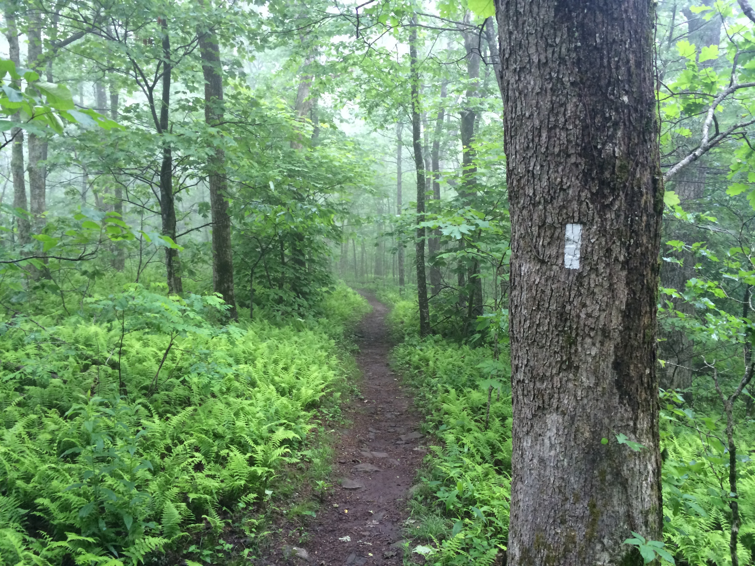 Sports Illustrated: Trek Star Hiker-Philosopher Warren Doyle Jr. Is an Institution on the Appalachian Trail
