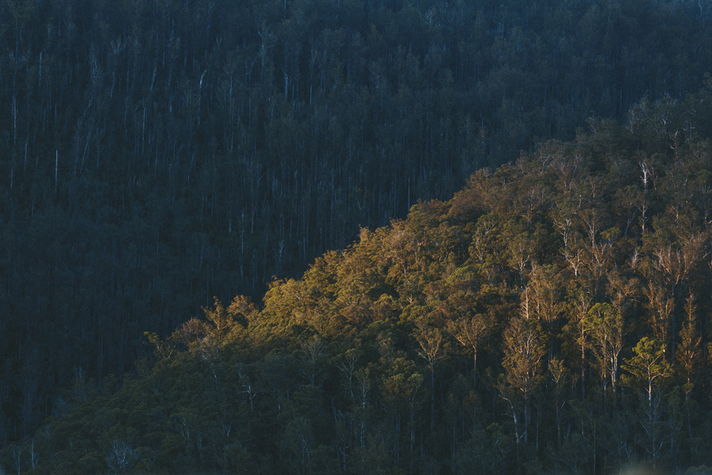 Georgia Hill The Wanderers Tasmania Treetops.jpg