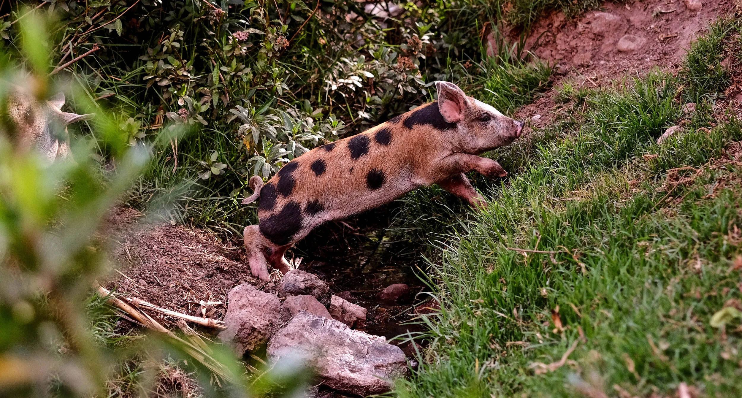 DSCF1879.jpg