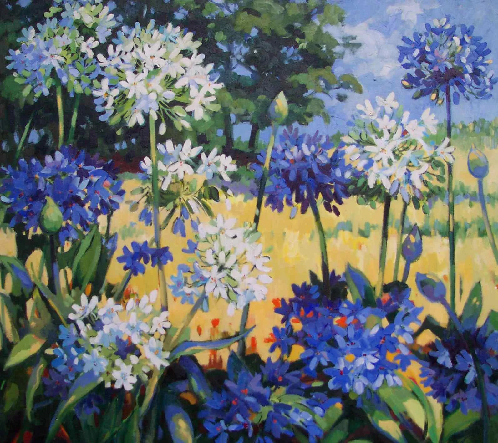 Agapanthus on the Hill