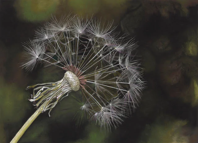 Dandelion