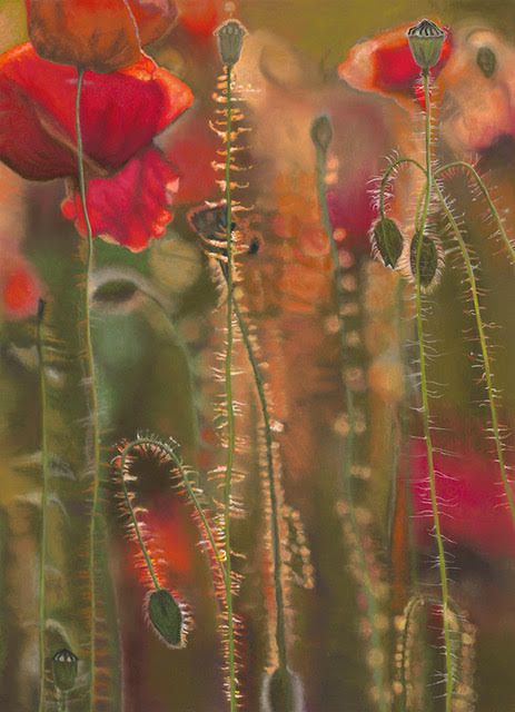 Pop-pop-poppies