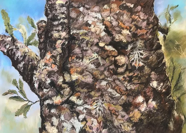 Bubble Gum Banksia