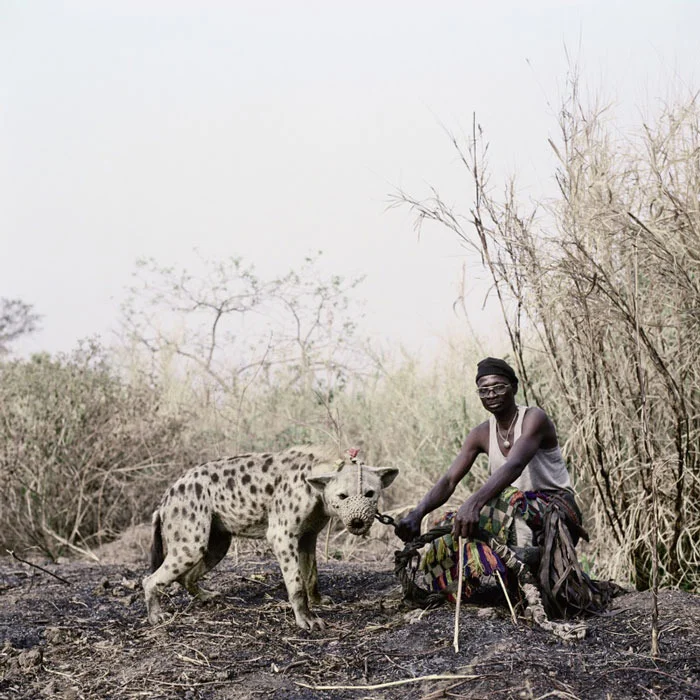 Hyena 3.jpg