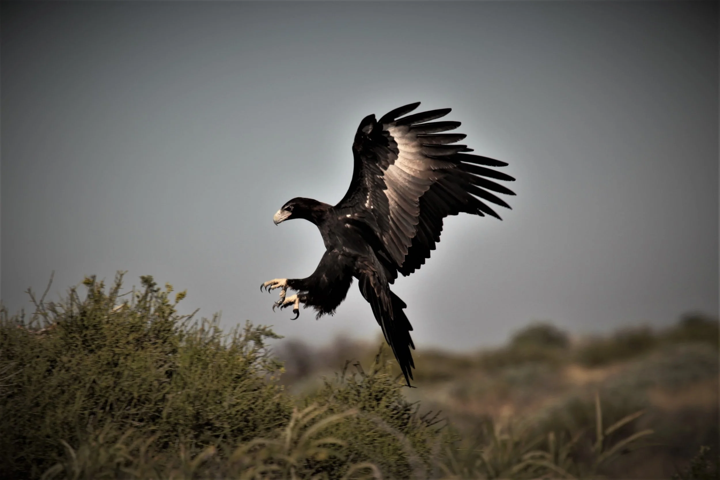 WEDGE-TAILED EAGLE PHOTO QUALITY PRINT