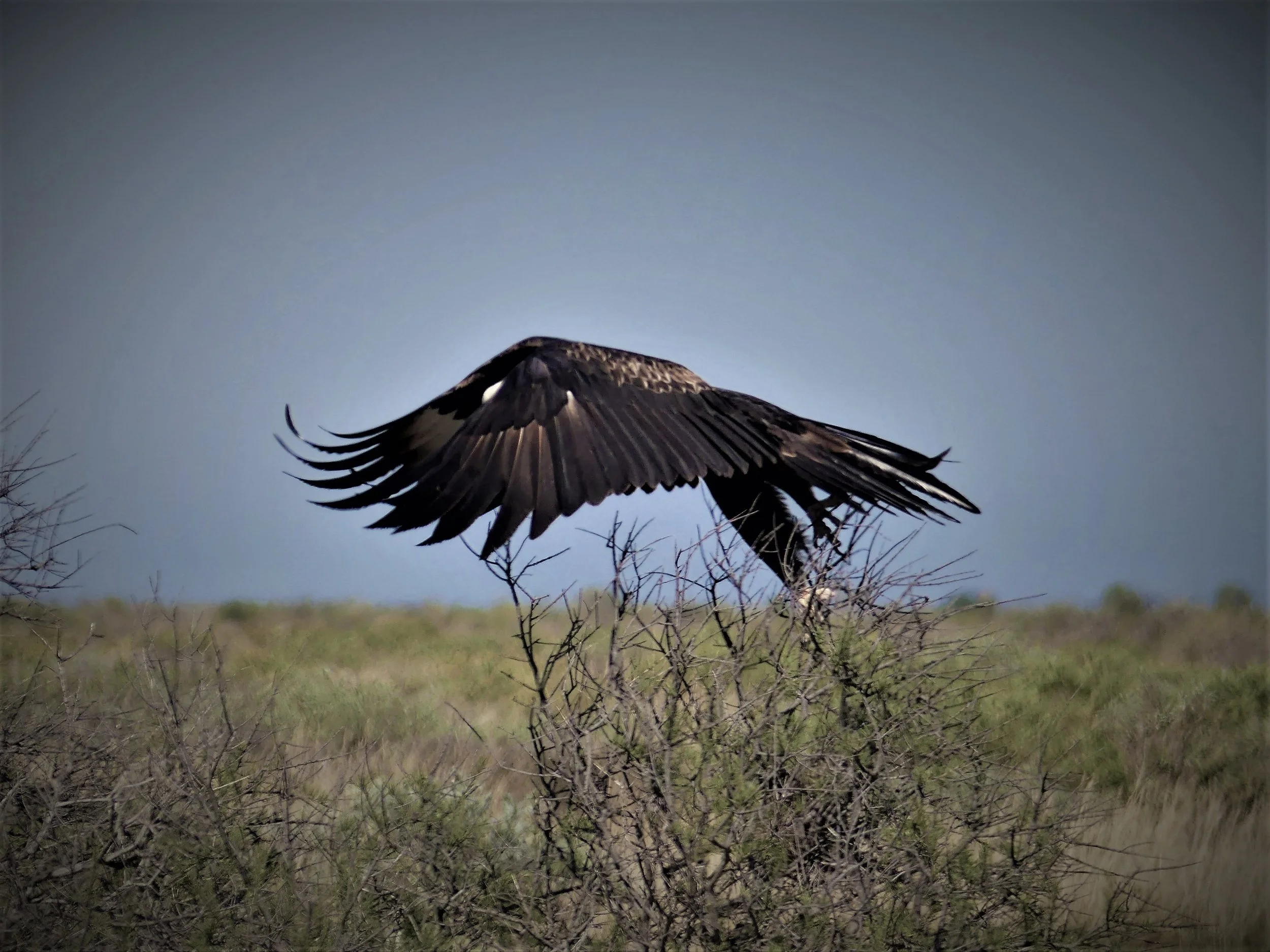 WEDGE-TAILED EAGLE WINGS - PHOTO QUALITY PRINT