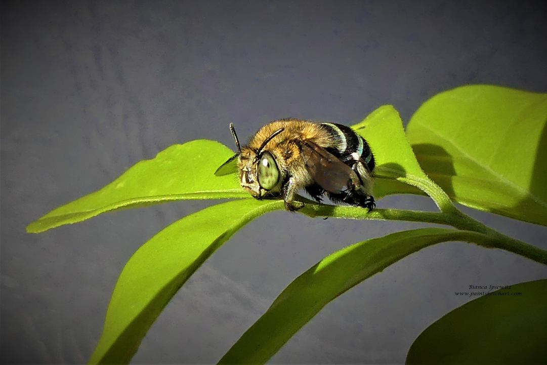 BLUE BANDED BEE.PNG