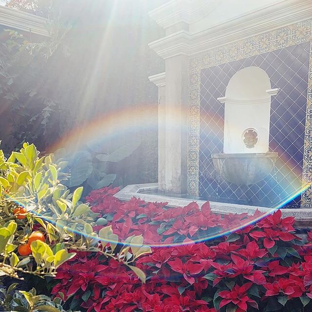 What does heaven look like? Orange trees, a field of poinsettias and rainbows, most likely 🌈