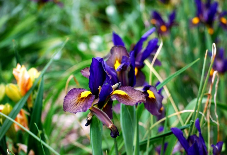 PurpleGoldIris-901x617.jpg
