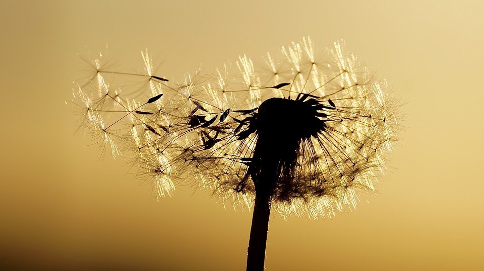 dandelion-2332249_960_720.jpg