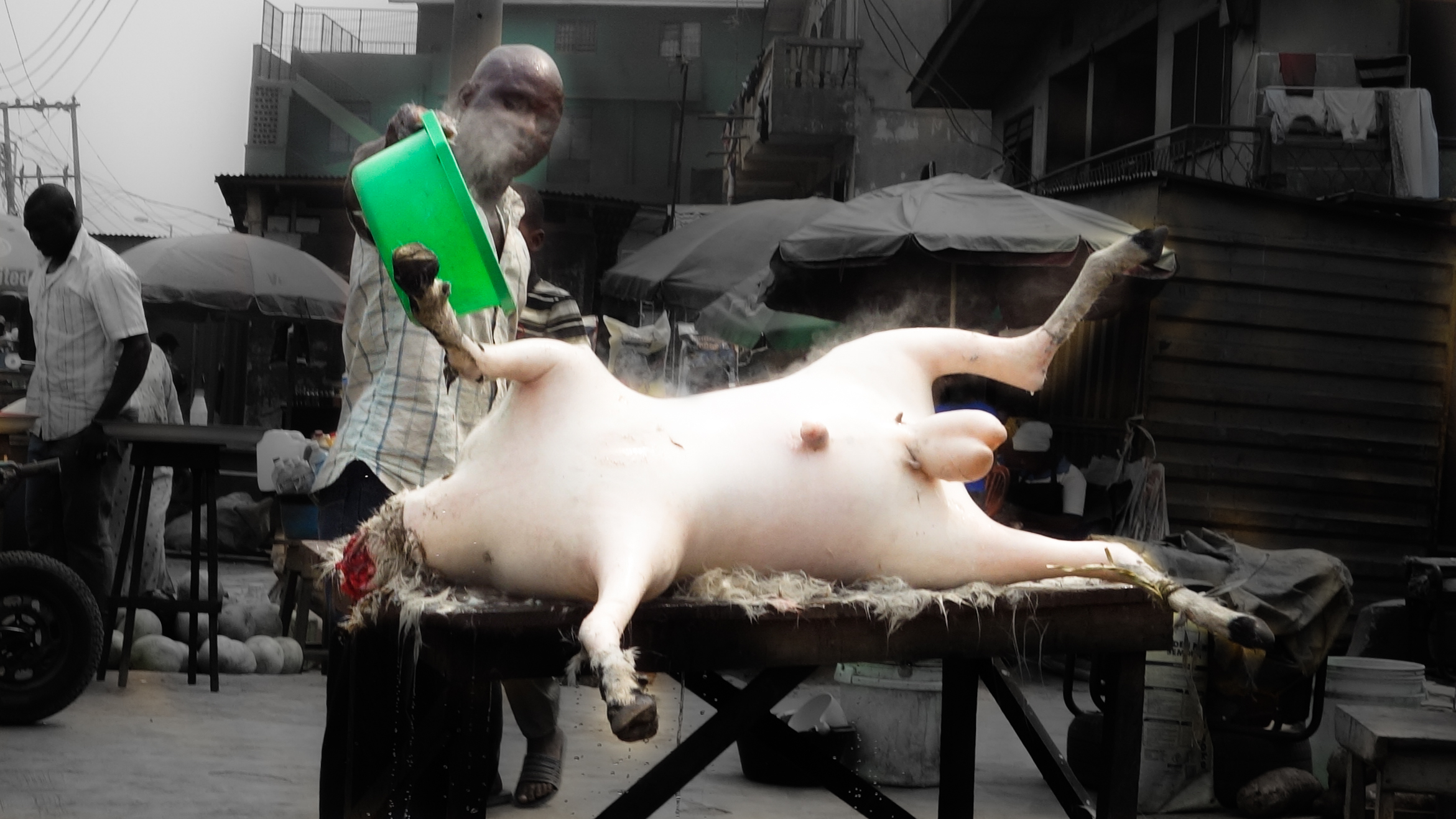 SHEEP SKINNING