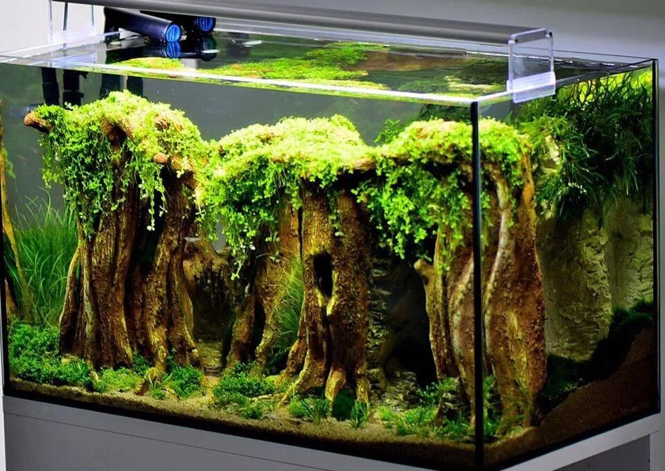 6 miejsce Polish Aquascaping Contest Łódź 2017. Praca pod tytułem „Gold Dragon”.