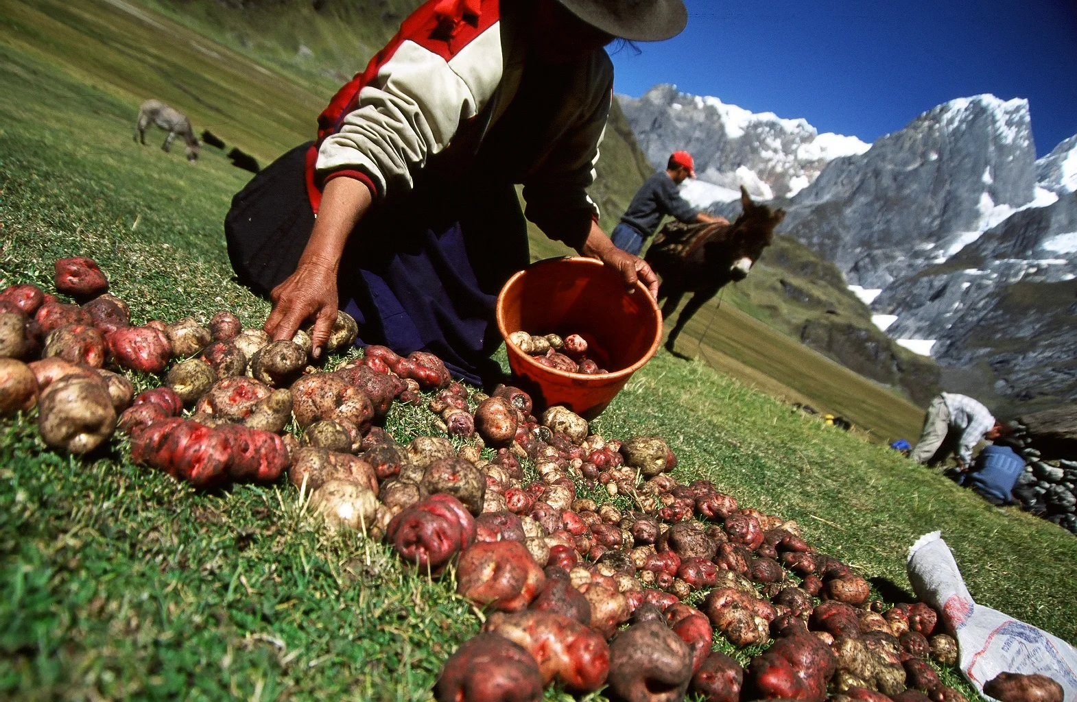 DittoHuayhuash 357.jpg