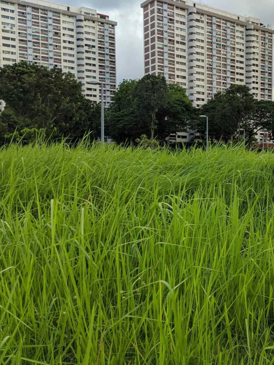 6th Singapore Poetry Contest Results