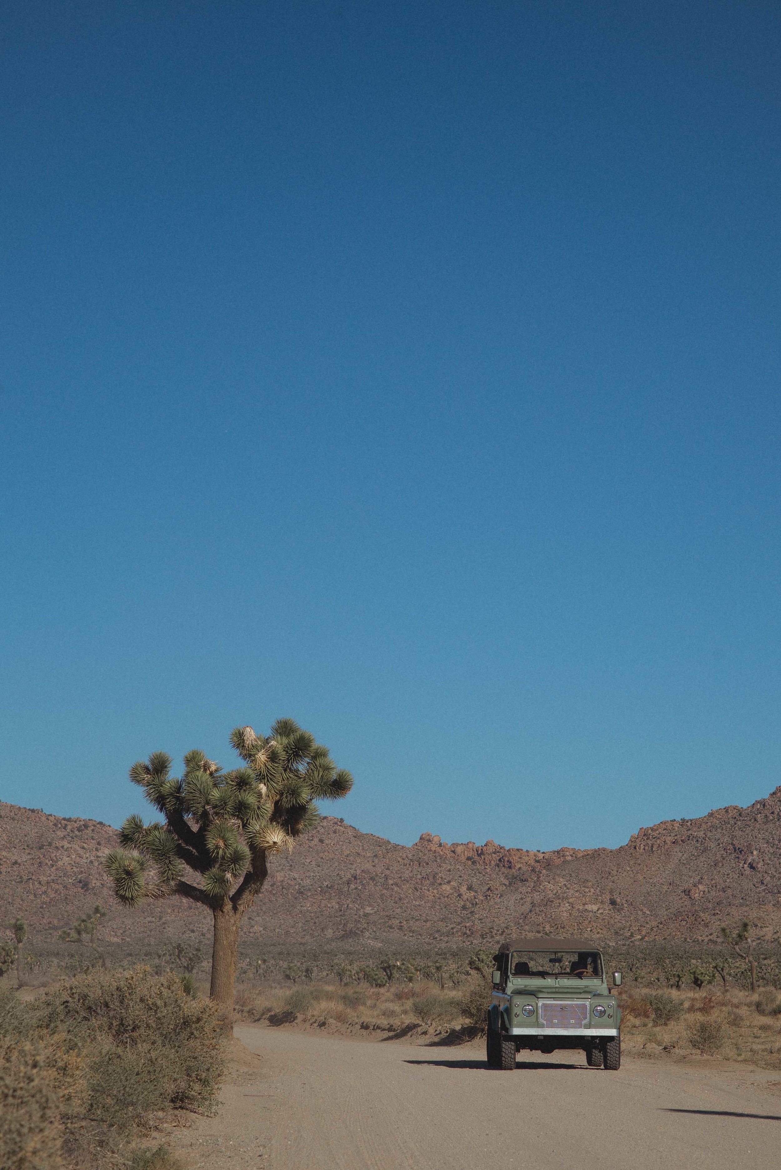 @coolnvintage-joshua-tree1.JPG