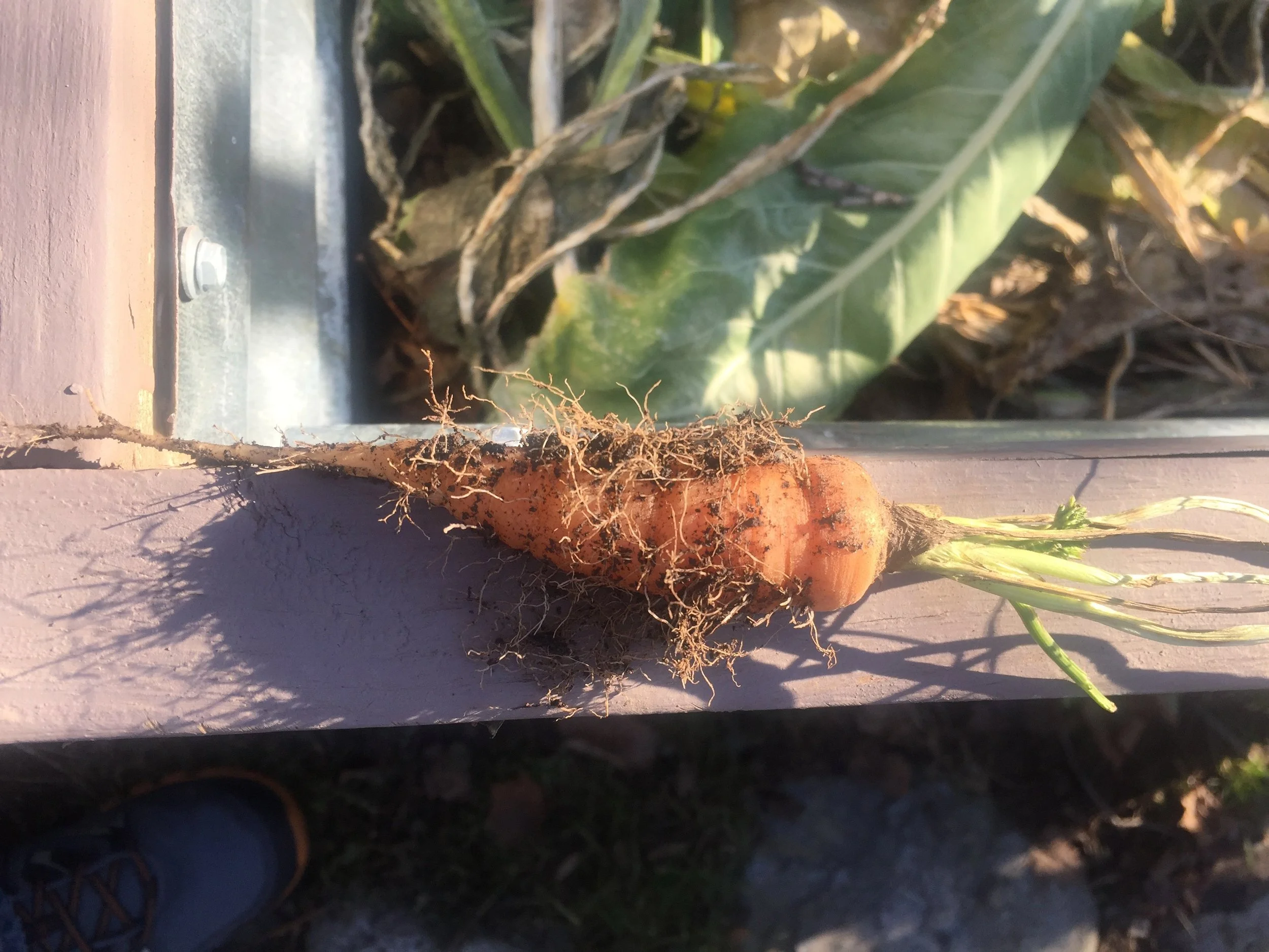Hardy little carrot still growing in January!