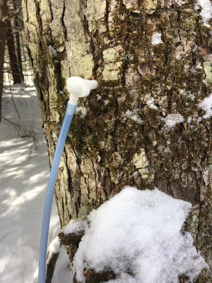 Sugar maple spout doing its job!