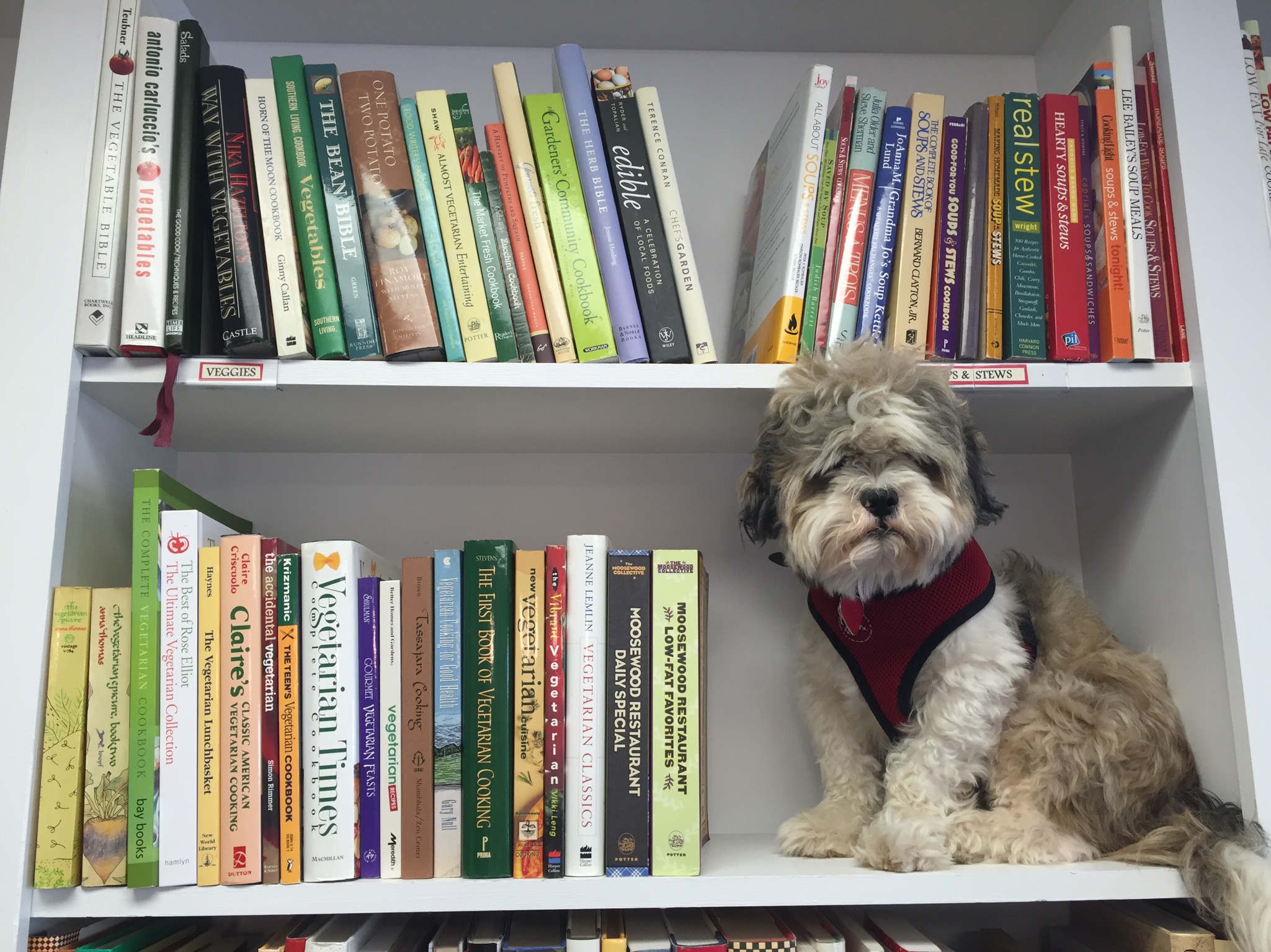 Gus, our shop dog, is on the job.