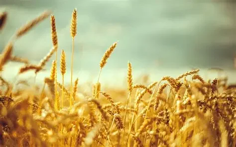 wheat.webp