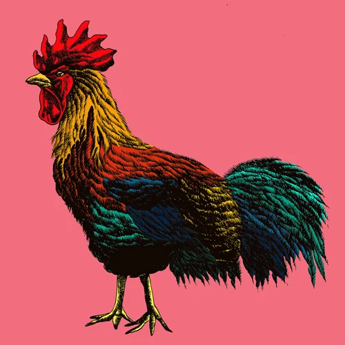 Rooster