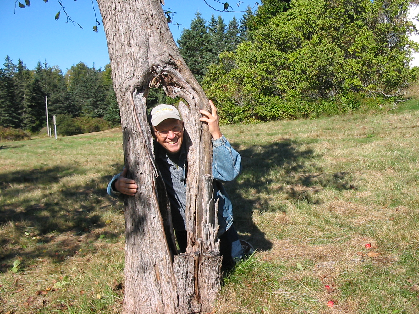 AncientA.treeNHI-JB2