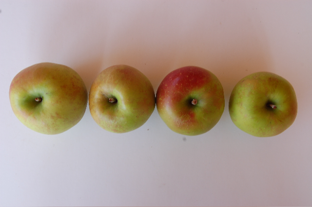 Golden Delicious - New England Apples