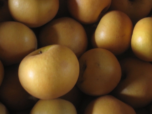 Golden Russets – entirely russeted!