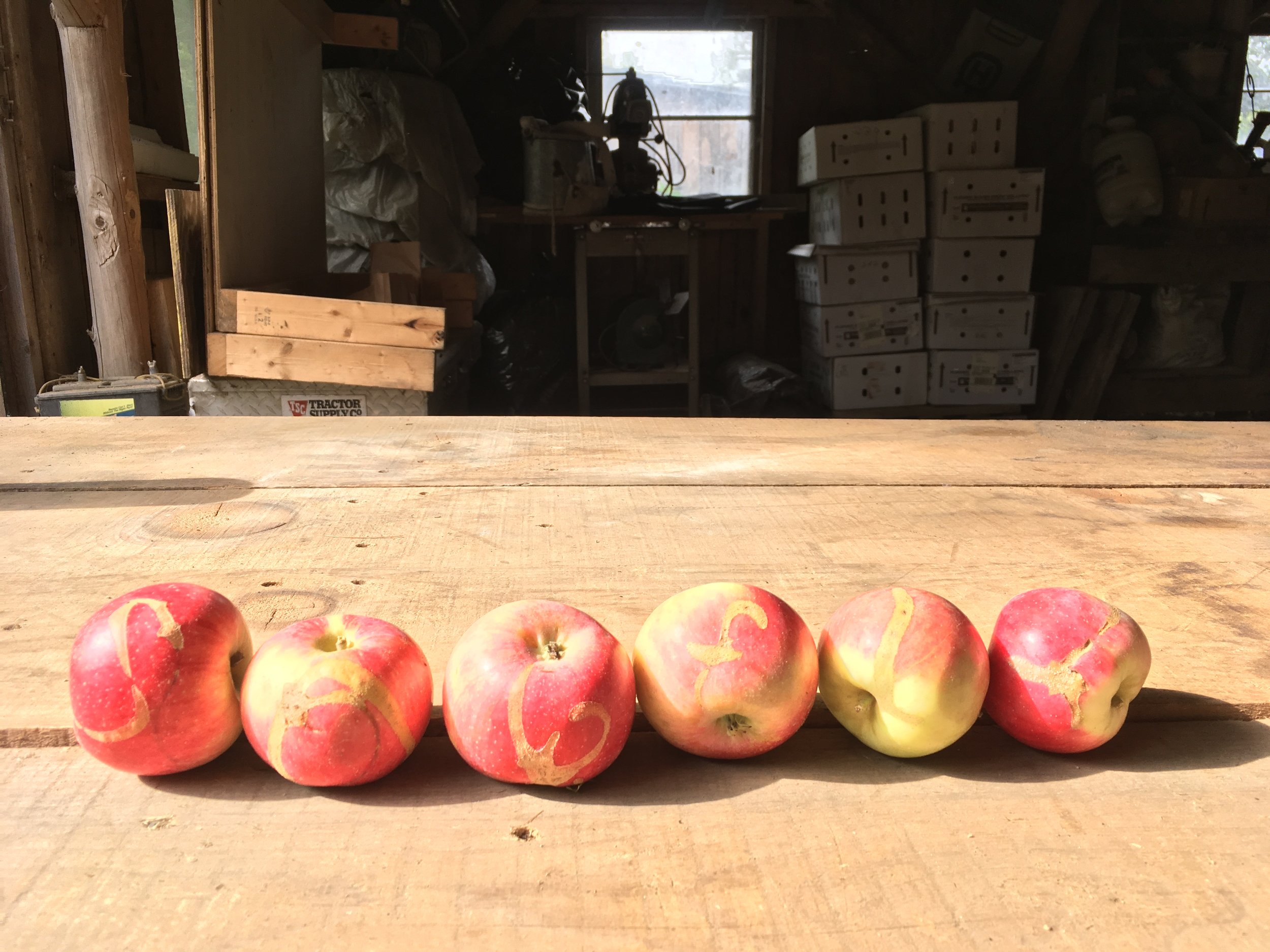 Calligraphy courtesy of European Apple Sawfly.