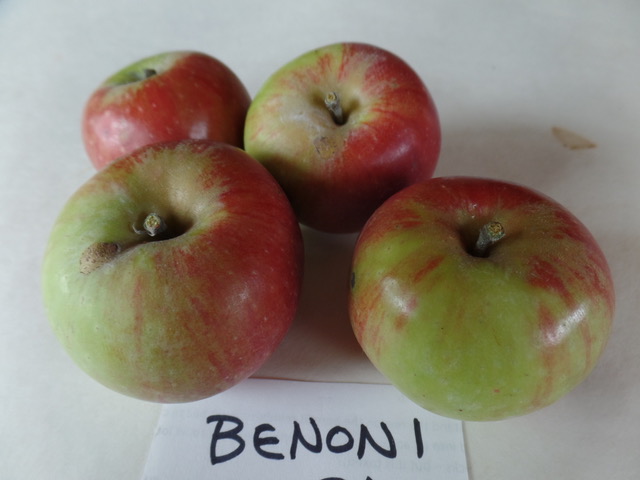 Benoni — Out on a Limb Apples