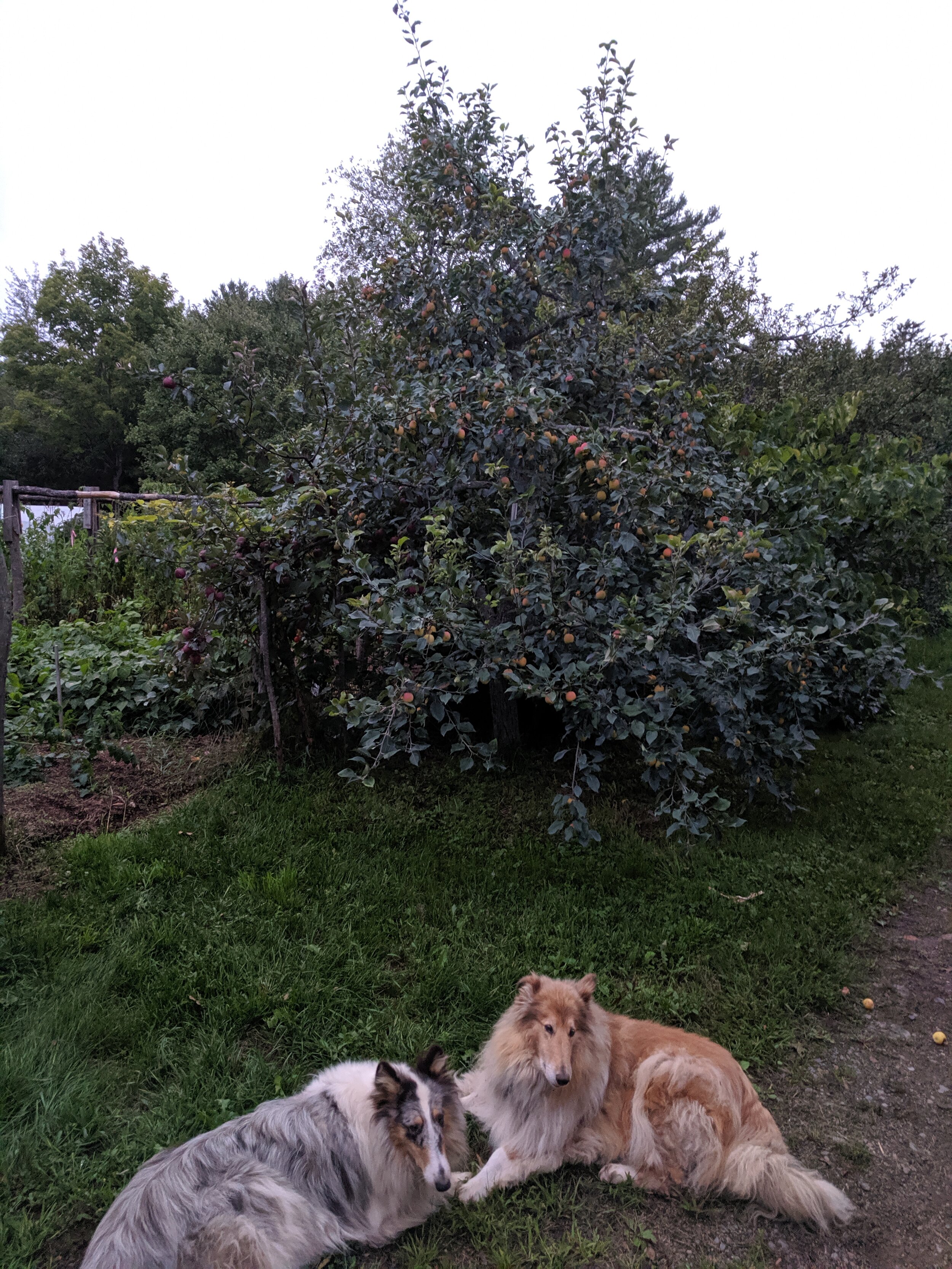 Two friends guarding the Trailman tree