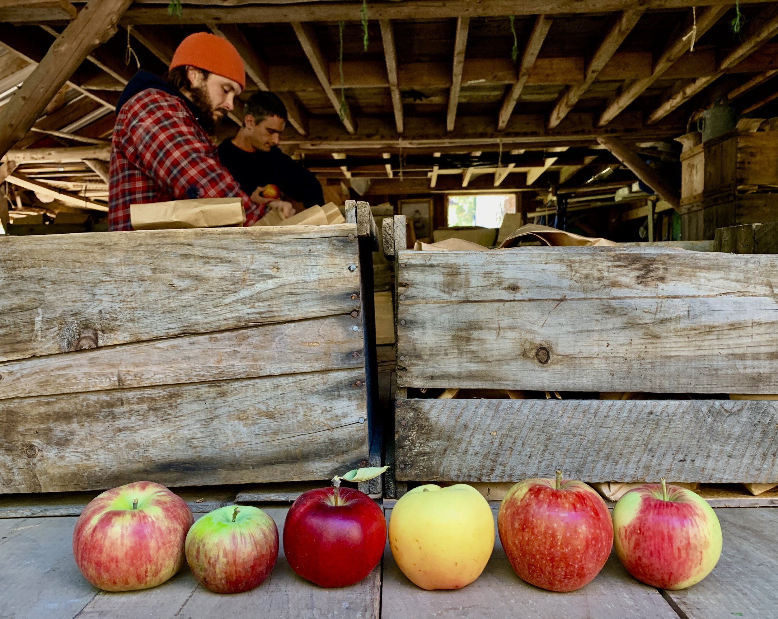 Founding Fruit sitting upside down on the packing table: Summer Rambo (1535), Fameuse (before 1700), Jonathan (1800), Maiden’s Blush (before 1817), Canadian Strawberry (1800’s), Wealthy (1870)