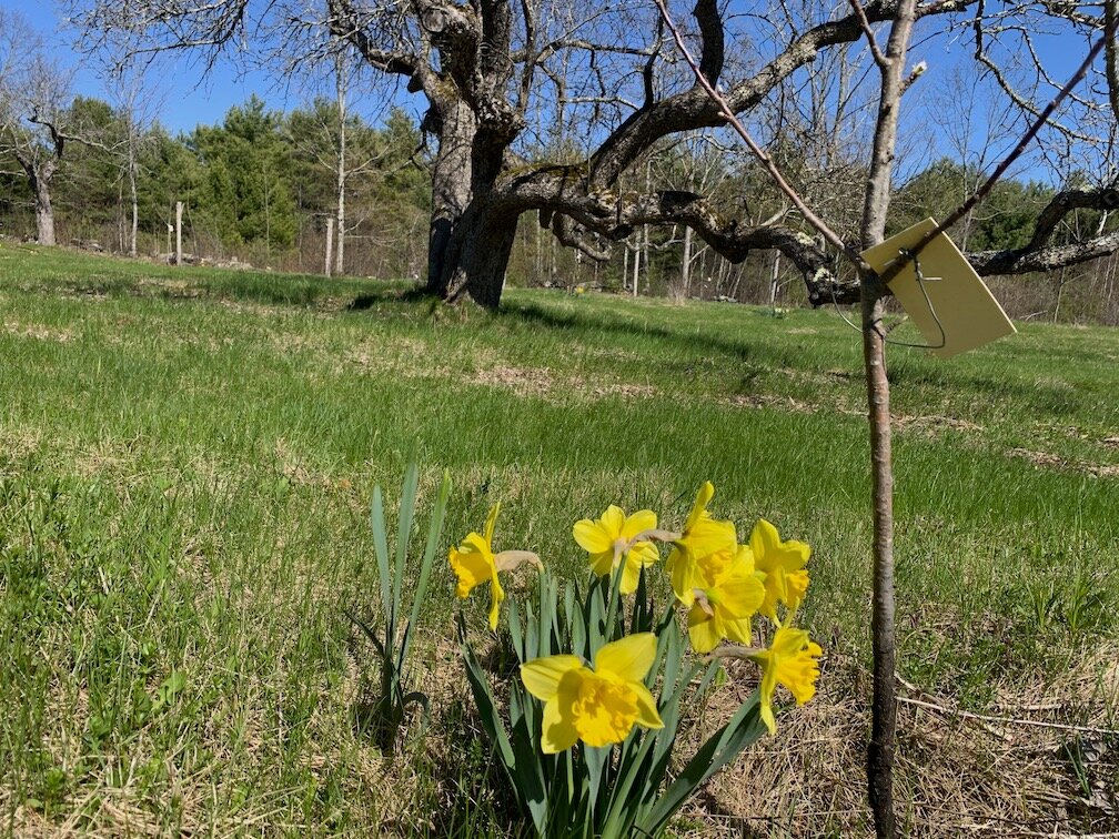 spring flowers tree.jpg