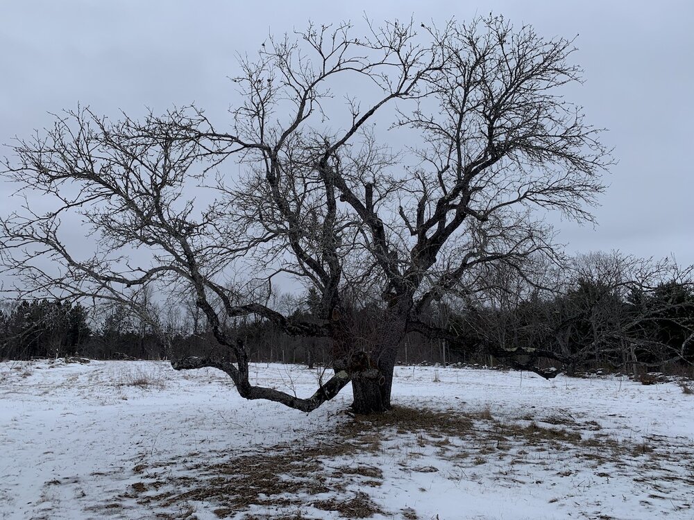 melting tree.jpg