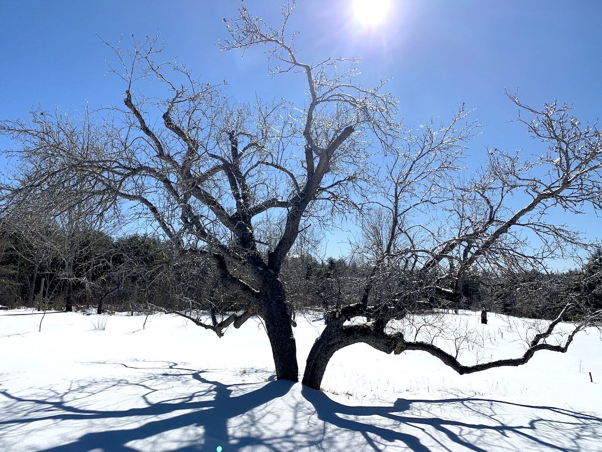 split winter tree.jpg