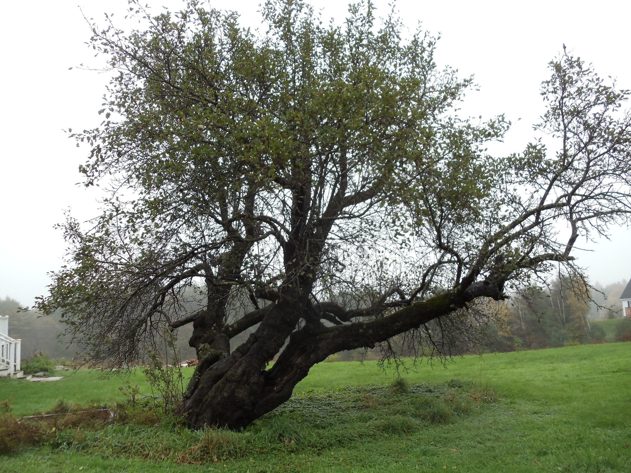 Out on a Limb Apples